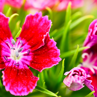 Pink dianthus flowering plant